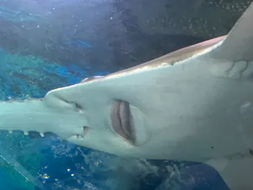 マクセル アクアパーク品川に投稿された画像（2023/8/16）