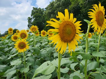 成田ゆめ牧場に投稿された画像（2023/8/16）