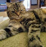 猫カフェモカ　新宿店に投稿された画像（2023/8/16）