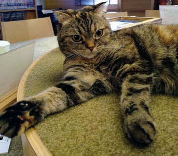 猫カフェモカ　新宿店に投稿された画像（2023/8/16）