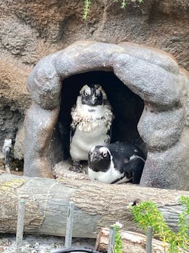 サンシャイン水族館に投稿された画像（2023/8/16）