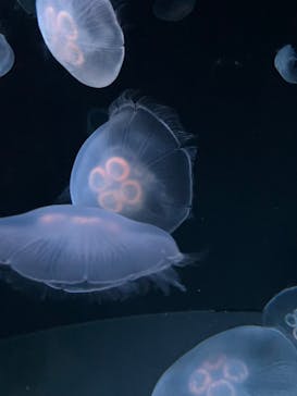 サンシャイン水族館に投稿された画像（2023/8/16）