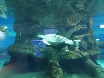 名古屋港水族館に投稿された画像（2023/8/16）