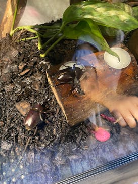 カワスイ 川崎⽔族館に投稿された画像（2023/8/16）