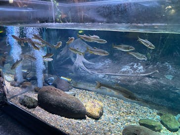 カワスイ 川崎⽔族館に投稿された画像（2023/8/16）