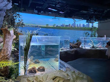 カワスイ 川崎⽔族館に投稿された画像（2023/8/16）