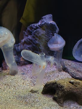 環境水族館アクアマリンふくしまに投稿された画像（2023/8/16）