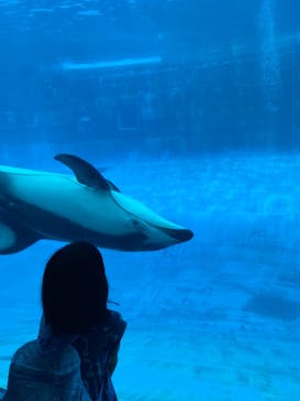 名古屋港水族館に投稿された画像（2023/8/16）