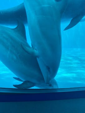 名古屋港水族館に投稿された画像（2023/8/16）