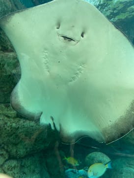 名古屋港水族館に投稿された画像（2023/8/16）