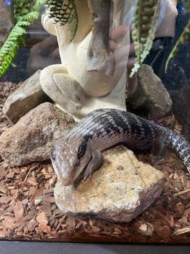 NARA IKIMONO MUSEUMに投稿された画像（2023/8/16）