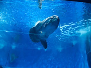 アクアワールド茨城県大洗水族館に投稿された画像（2023/8/16）