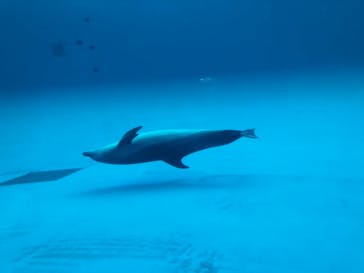 アクアワールド茨城県大洗水族館に投稿された画像（2023/8/16）