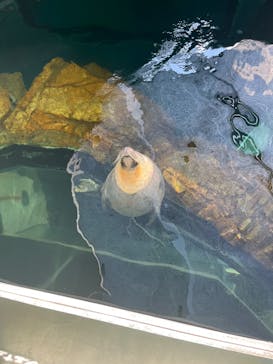 しながわ水族館に投稿された画像（2023/8/16）