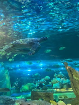 しながわ水族館に投稿された画像（2023/8/16）