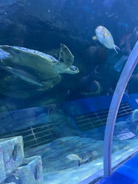 しながわ水族館に投稿された画像（2023/8/16）