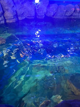 しながわ水族館に投稿された画像（2023/8/16）