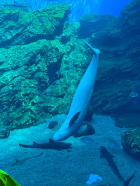 仙台うみの杜水族館に投稿された画像（2023/8/16）
