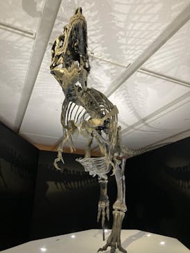 DinoScience 恐竜科学博 2023@TOKYO MIDTOWNに投稿された画像（2023/8/16）