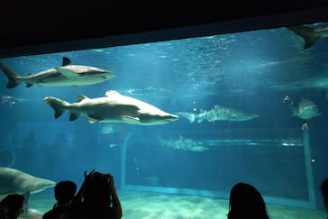 アクアワールド茨城県大洗水族館に投稿された画像（2023/8/16）