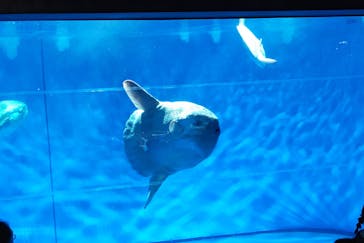 アクアワールド茨城県大洗水族館に投稿された画像（2023/8/16）