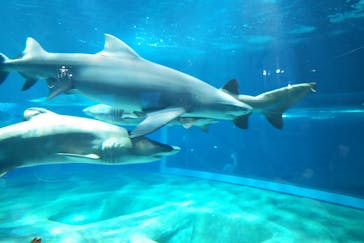 アクアワールド茨城県大洗水族館に投稿された画像（2023/8/16）