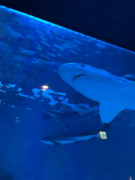 マクセル アクアパーク品川に投稿された画像（2023/8/16）