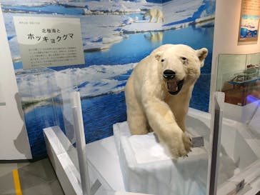 特別展「海　―生命のみなもと―」（国立科学博物館）に投稿された画像（2023/8/16）