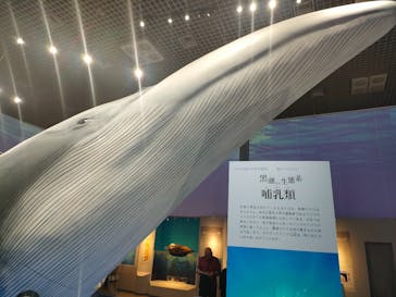 特別展「海　―生命のみなもと―」（国立科学博物館）に投稿された画像（2023/8/16）