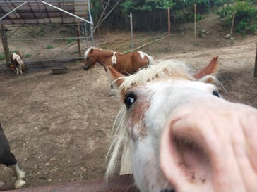 しろとり動物園に投稿された画像（2023/8/16）