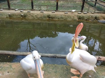しろとり動物園に投稿された画像（2023/8/16）