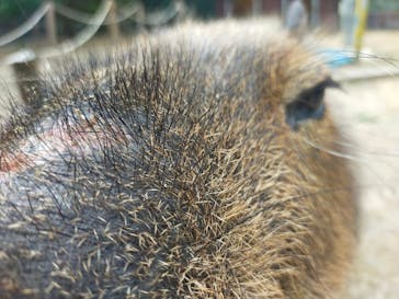 しろとり動物園に投稿された画像（2023/8/16）