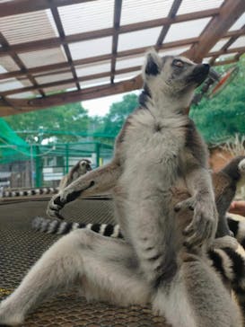 しろとり動物園に投稿された画像（2023/8/16）