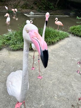 長崎バイオパークに投稿された画像（2023/8/16）