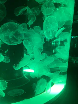 マクセル アクアパーク品川に投稿された画像（2023/8/16）