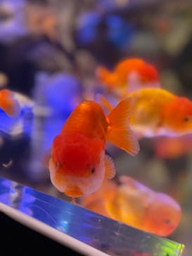 NARA IKIMONO MUSEUMに投稿された画像（2023/8/16）