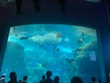 新江ノ島水族館に投稿された画像（2023/8/16）