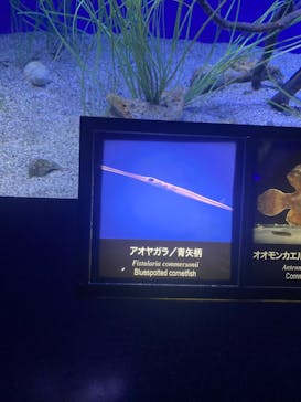 新江ノ島水族館に投稿された画像（2023/8/16）