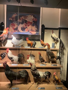 国立科学博物館に投稿された画像（2023/8/16）