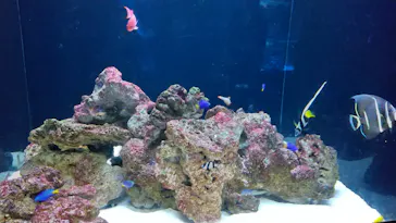 マクセル アクアパーク品川に投稿された画像（2023/8/16）