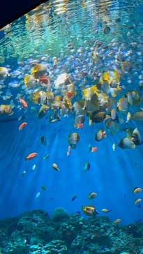 アクアワールド茨城県大洗水族館に投稿された画像（2023/8/16）