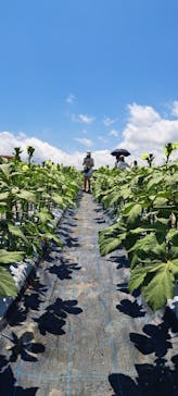 淡路ファームパーク イングランドの丘に投稿された画像（2023/8/16）