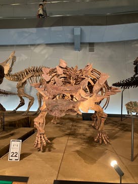 福井県立恐竜博物館に投稿された画像（2023/8/16）
