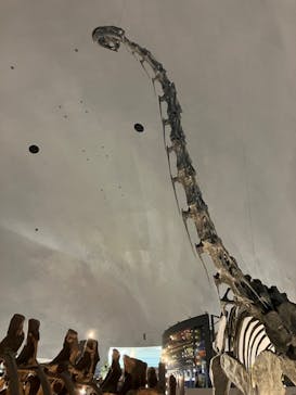福井県立恐竜博物館に投稿された画像（2023/8/16）
