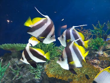 マリンワールド海の中道に投稿された画像（2023/8/16）