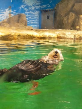 マリンワールド海の中道に投稿された画像（2023/8/16）