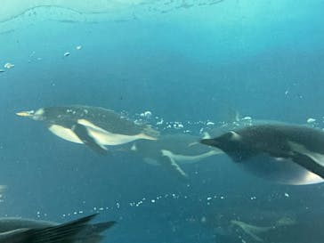 名古屋港水族館に投稿された画像（2023/8/16）