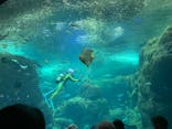 新江ノ島水族館に投稿された画像（2023/8/16）