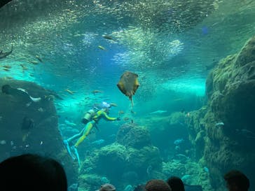 新江ノ島水族館に投稿された画像（2023/8/16）