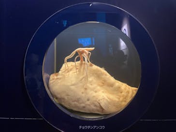 新江ノ島水族館に投稿された画像（2023/8/16）